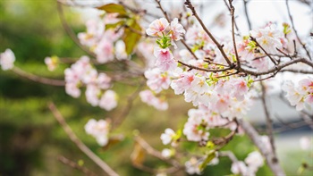 <i>Prunus amygdalus</i> (Almond)